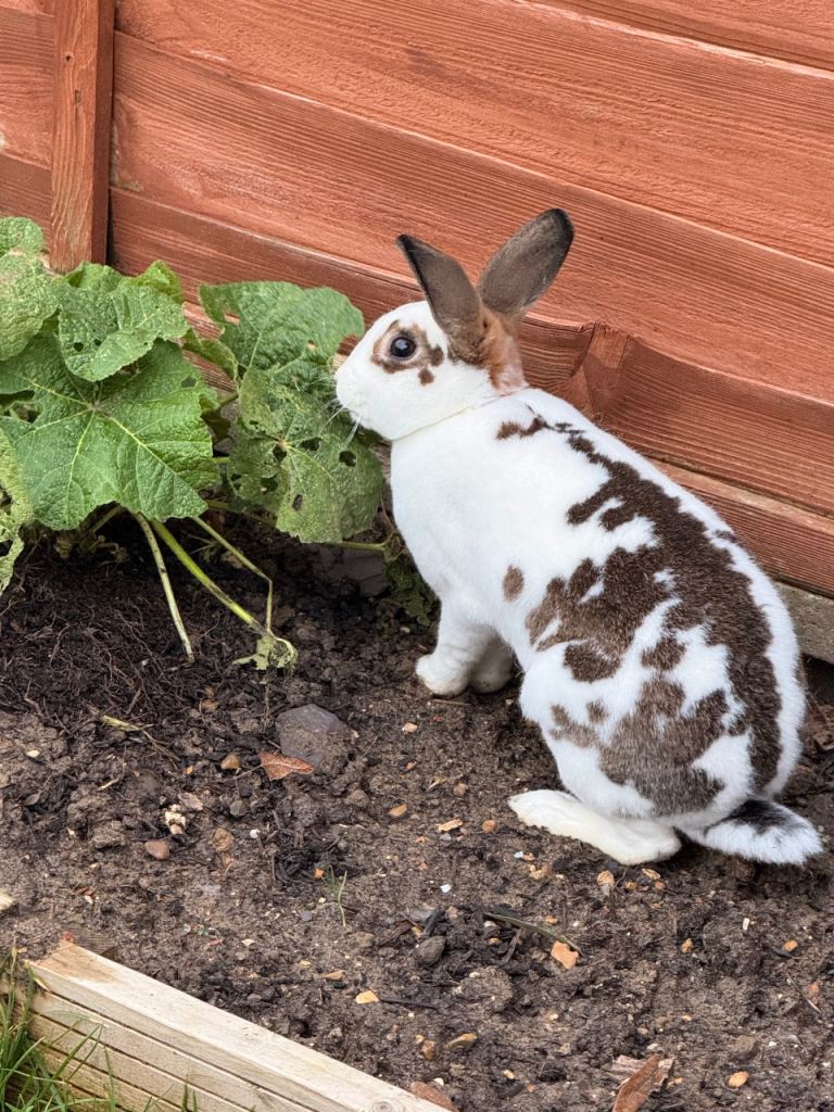 2 x 6 month old velveteen male rabbits & hutch 