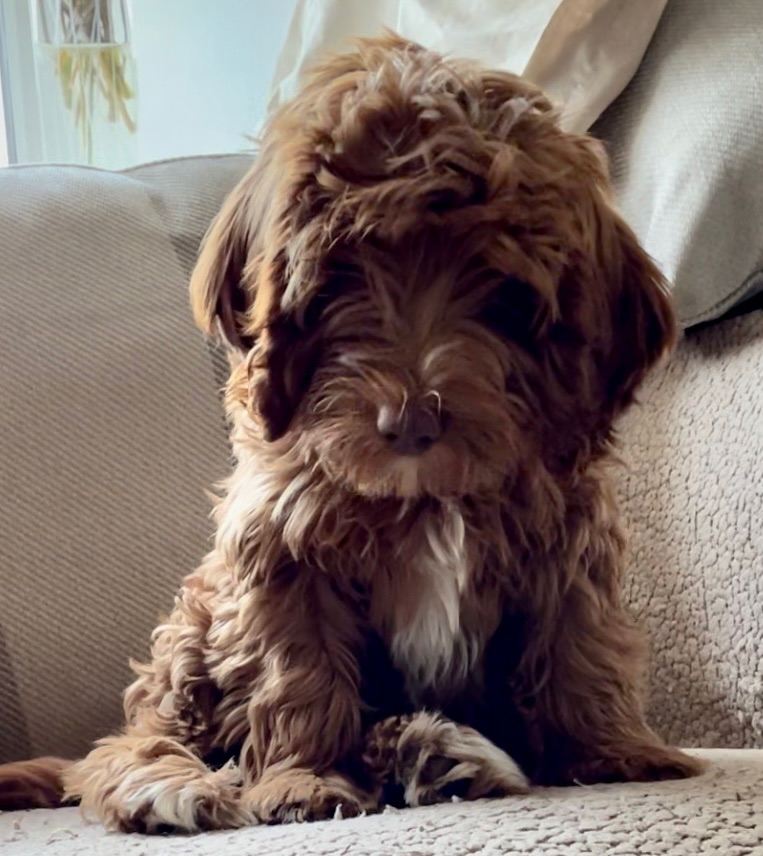 Cavapoo Pups Chipped, had  1st & 2nd vaccinations