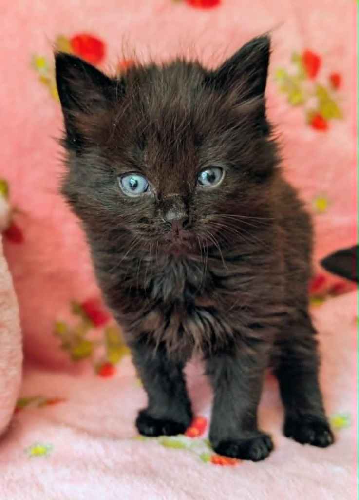 Gorgeous Kitten  - British Blue cross   *** MICROCHIPPED***  Ready to leave now