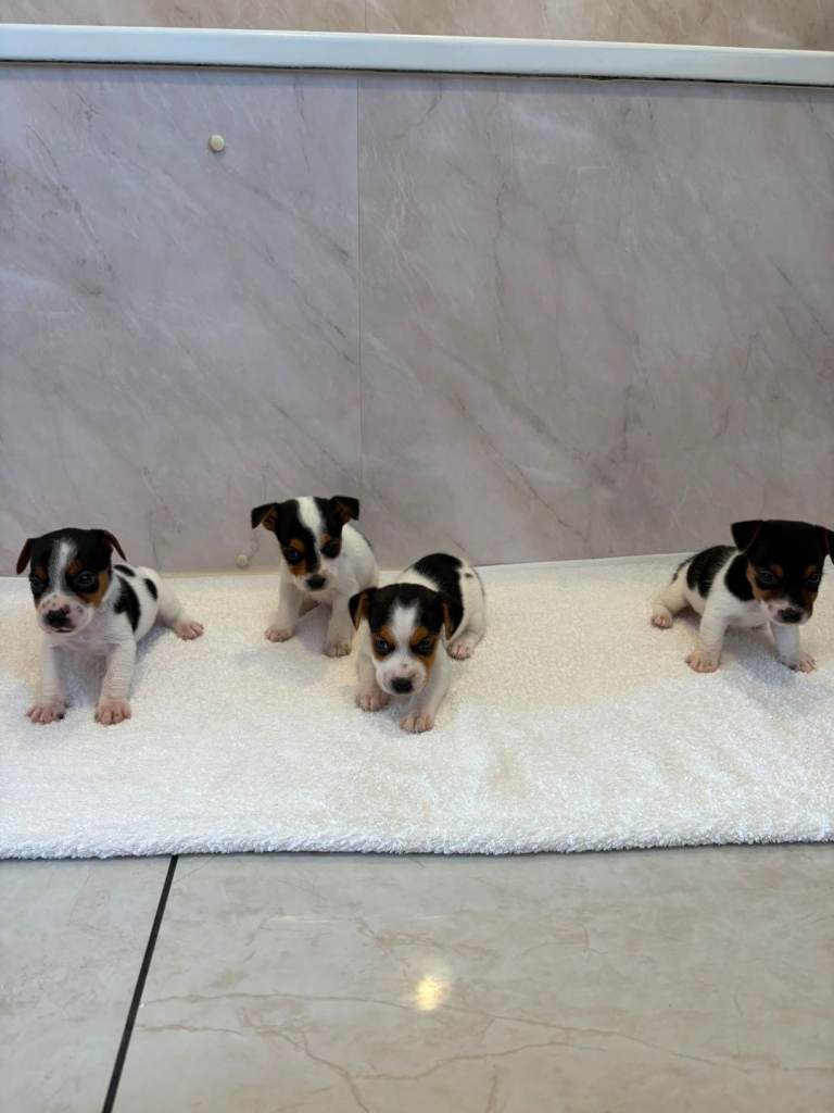 Jack russel puppys