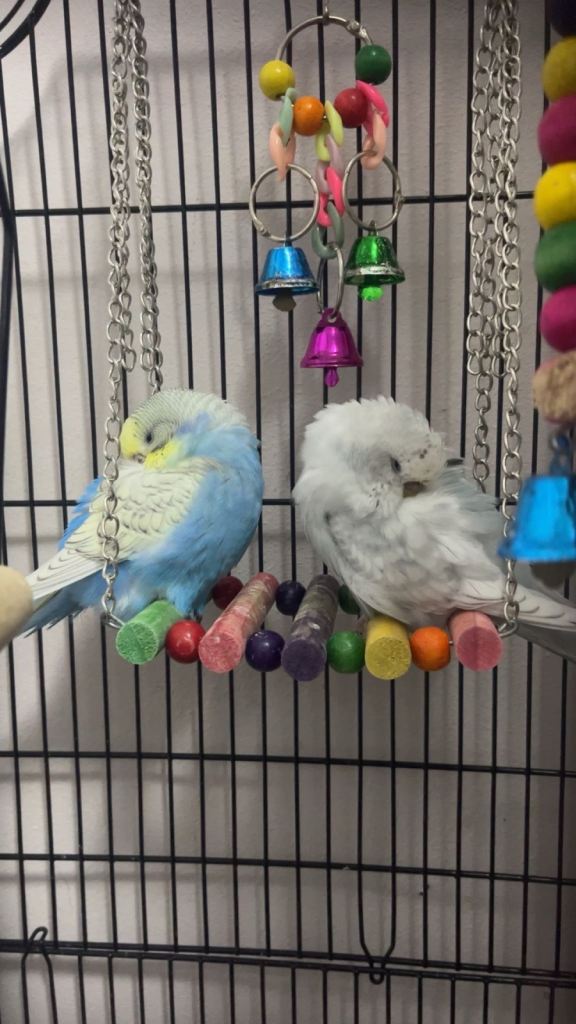 2 budgies with the cage