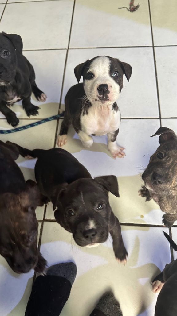 STAFFY X LURCHER PUPPIES
