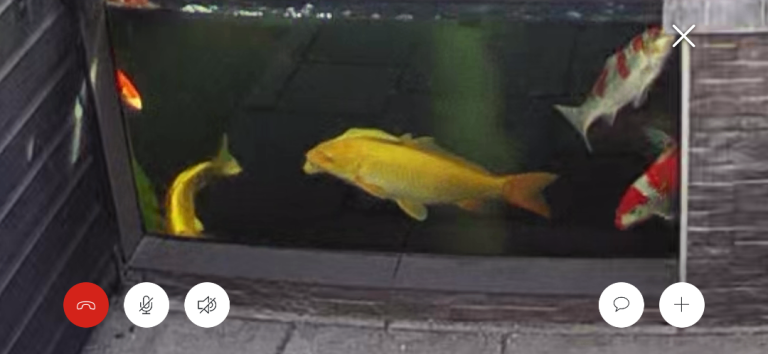 Koi 