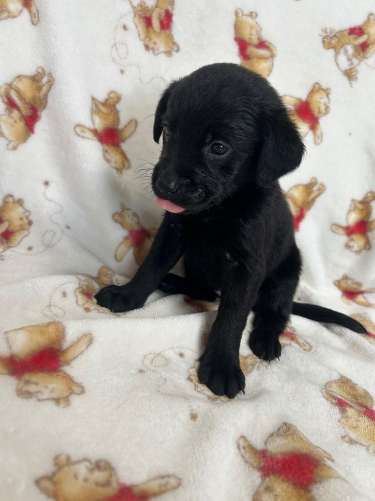 Labrador puppies