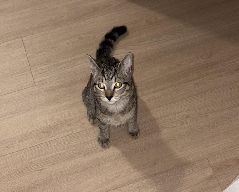 Kitten & Cat For Sale