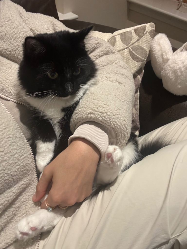 Gorgeous mixed breed ragdoll looking for his forever home 
