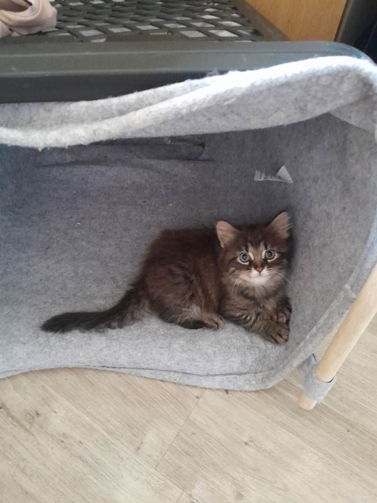2 kittens for sale