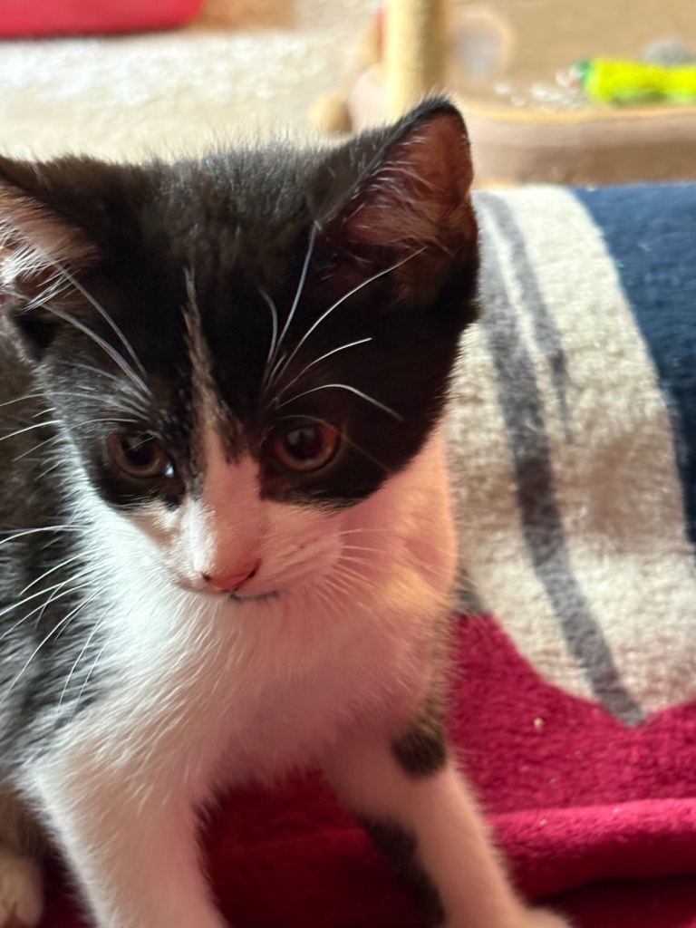 British shorthair kittens for sale 