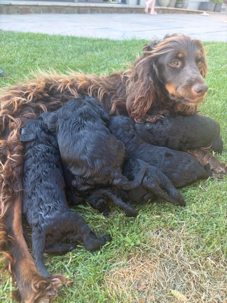 Beautiful Cockapoo Puppies – 3 Boys & 3 Girls