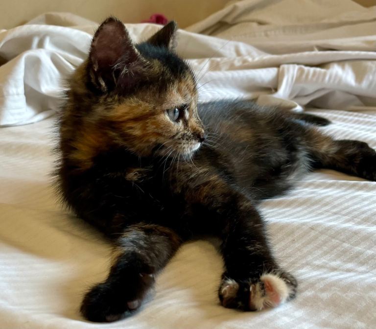 Tabby kittens female 
