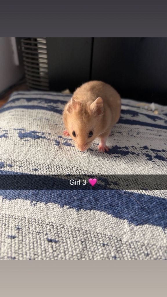 Baby Syrian Hamster’s