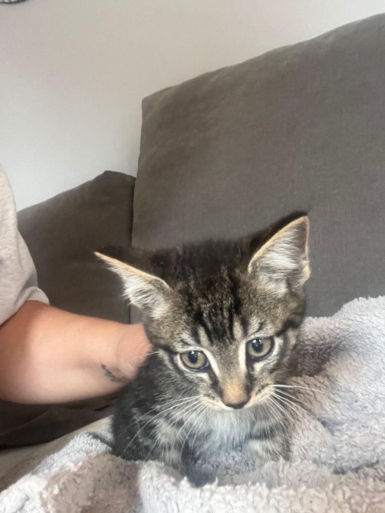 Kittens 