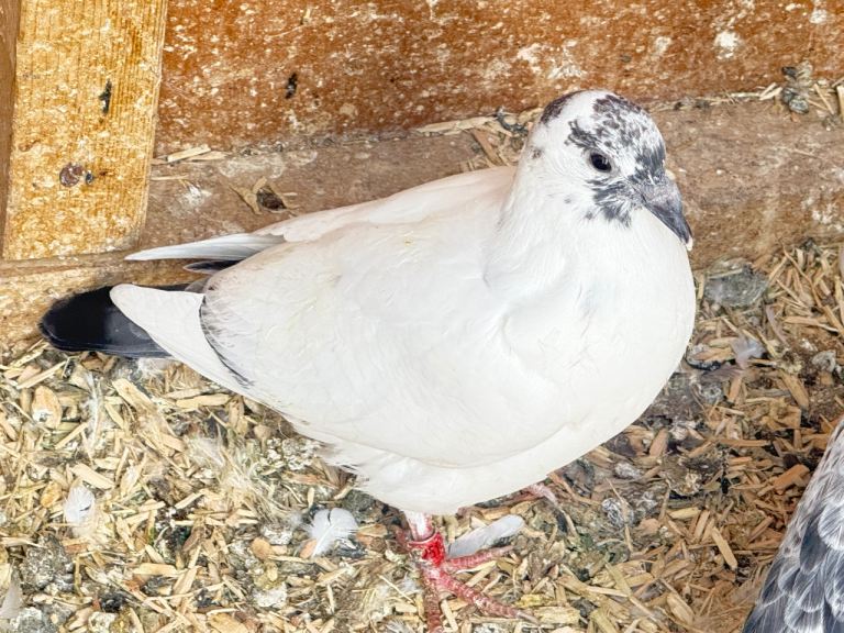 Racing pigeon babies 