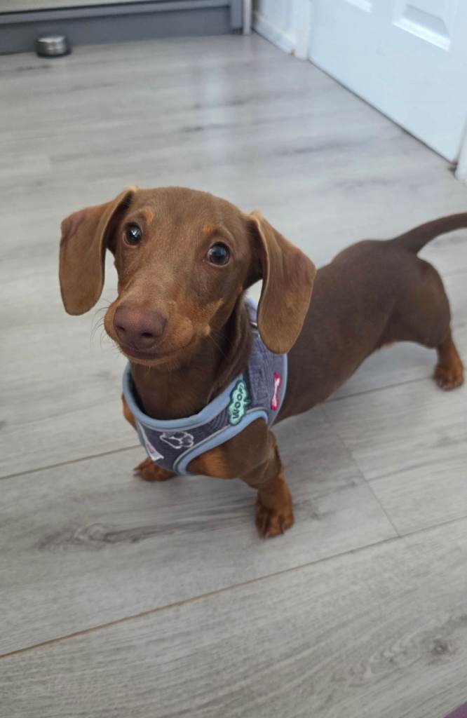 KC registered miniature Dachshund 
