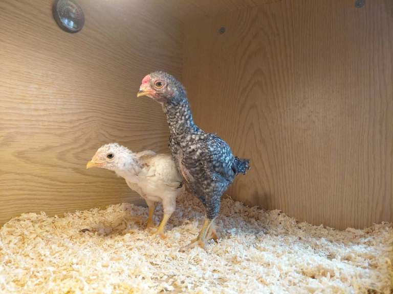Pair of ko shamo chicks 