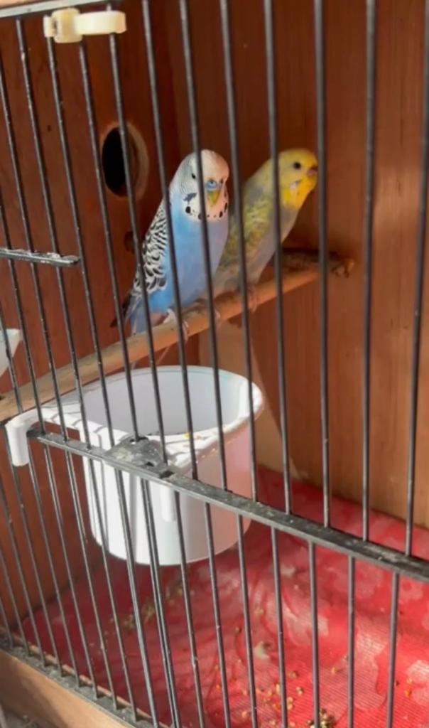 Pair of budgies male and female 