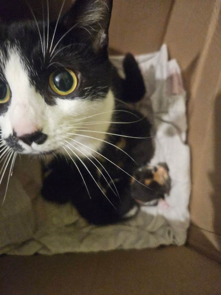 Kittens ready in 7 weeks