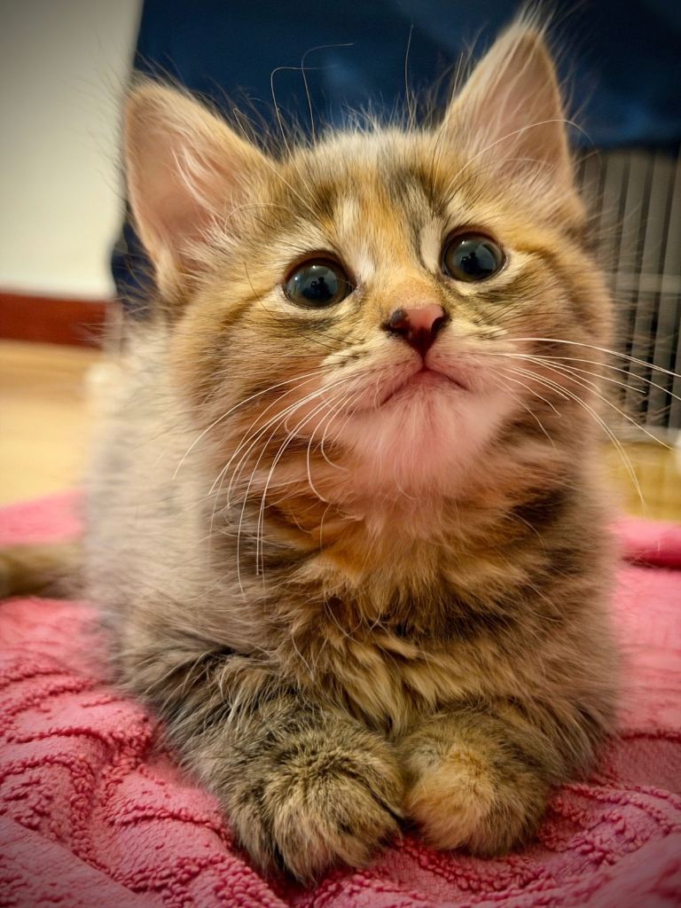 Kitten