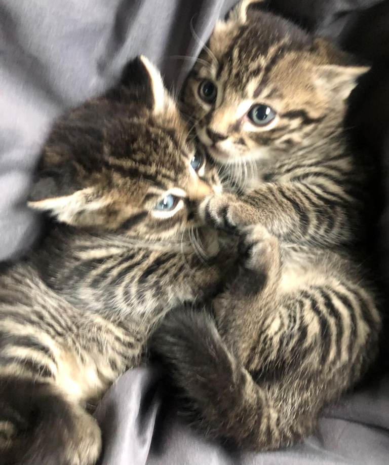 Stunning litter of Ragdoll and Bengal kittens ready now for loving new homes