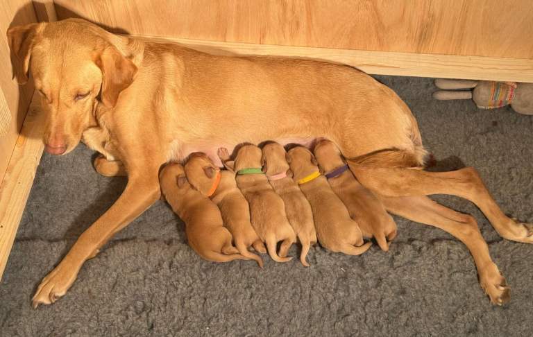 Beautiful, gentle and calm KC Registered Labrador Retriever Puppies – Yellow and Fox Red Shades