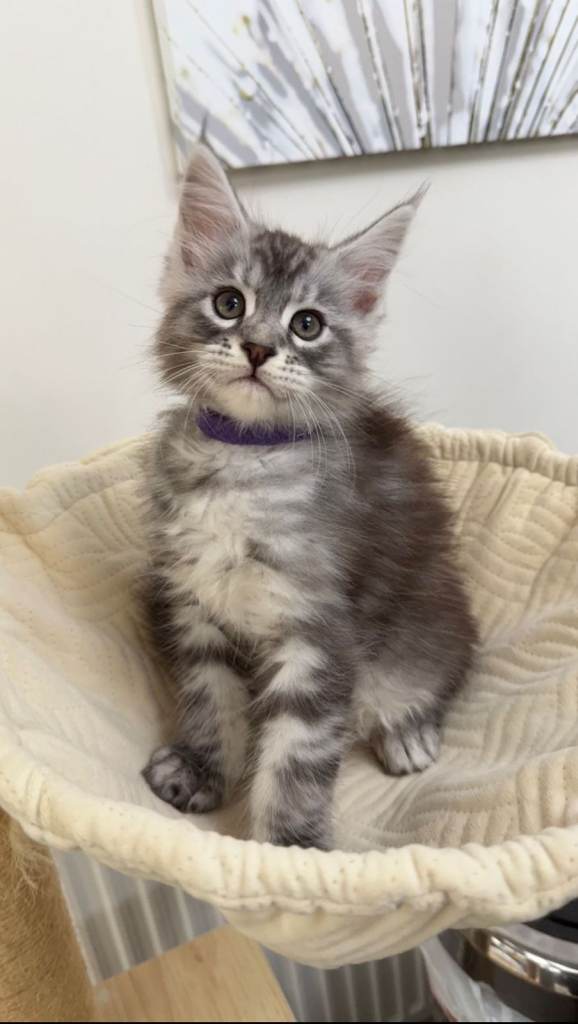 (Only TWO LEFT) Purebred Maine Coon Kittn girls