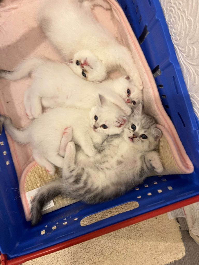 4 British short hair kittens for sale 