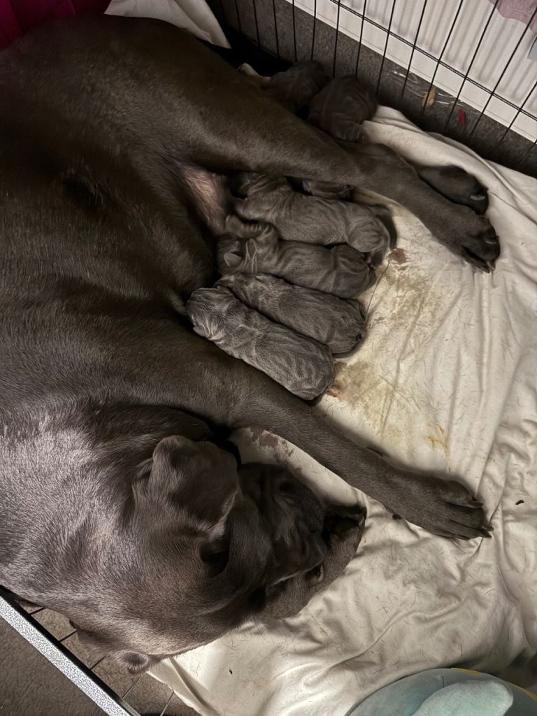stunning Blue blood Cane Corso Girls