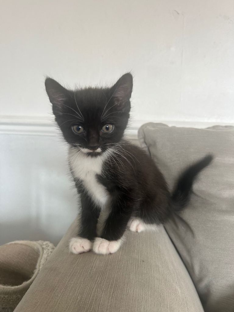 5 adorable kittens 