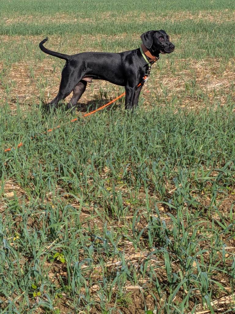 Rottie/Lurcher x Springer