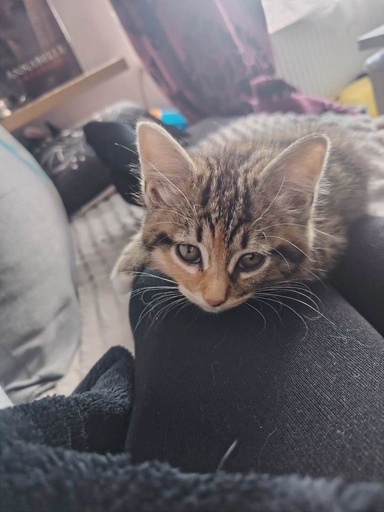 Beautiful Female Kitten Tabbico  