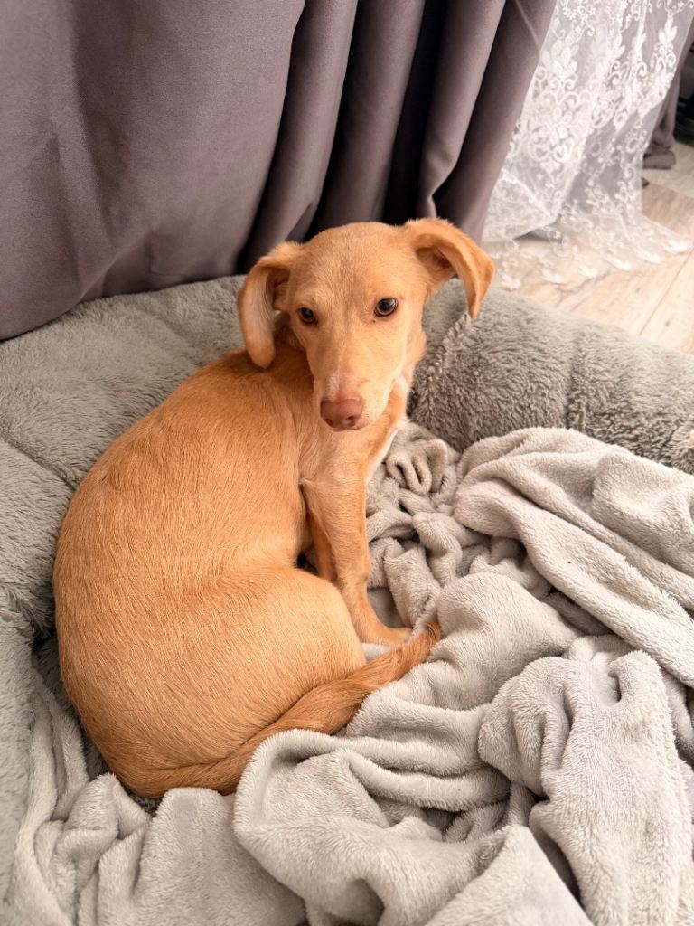 Looking to rehome this lovely puppy