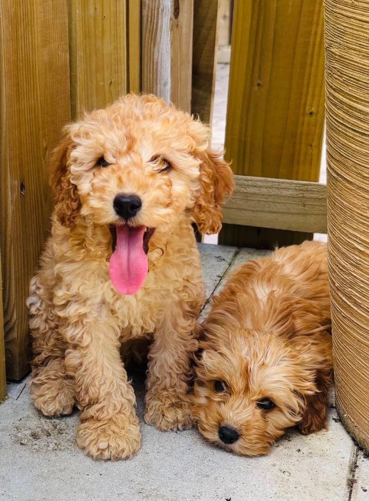 Cockapoos puppies 