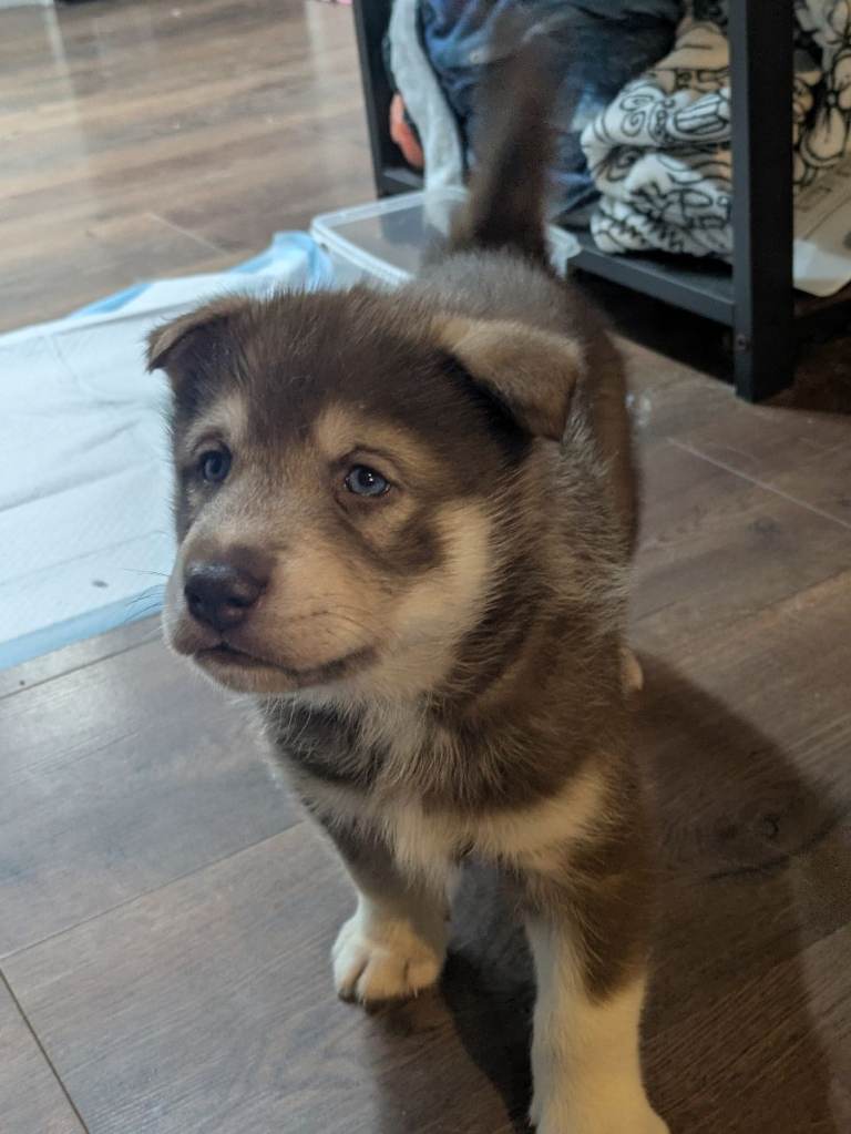 Beautiful Siberian husky puppies for sale all boys