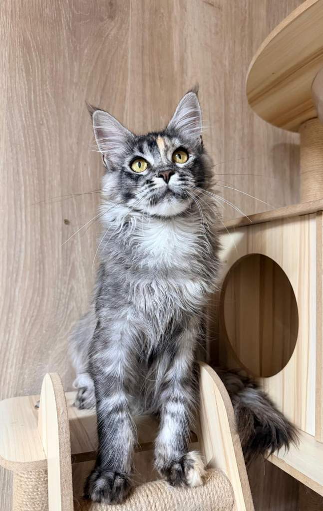 BEAUTIFUL MAINE COON GIRL LOOKING FOR NEW HOME