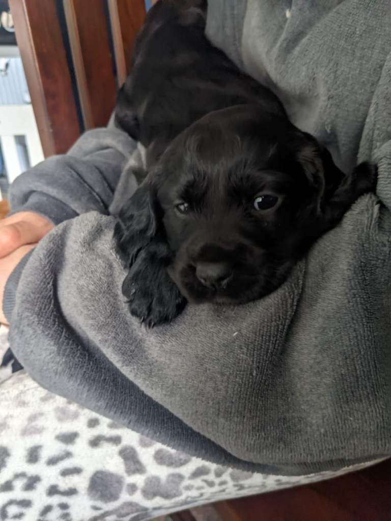 Cocker spaniel puppies 