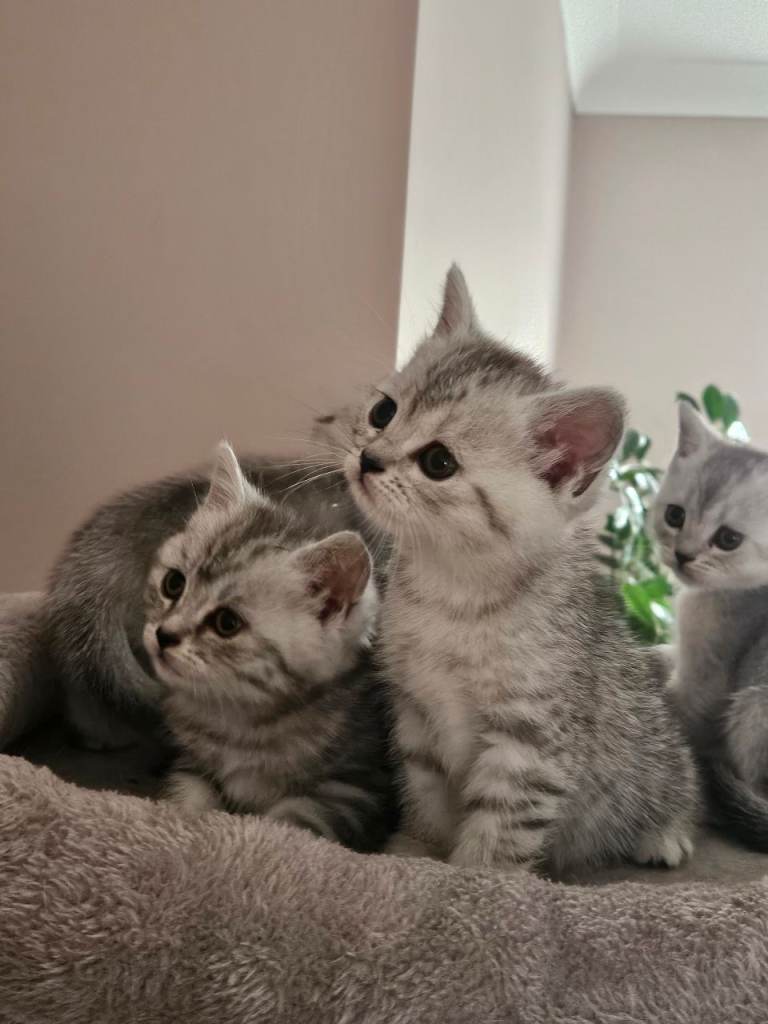 British shothair tabby kittens 
