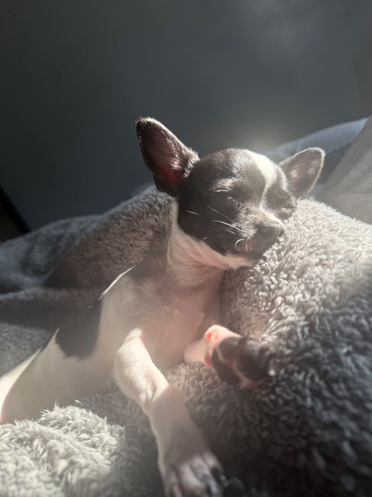teacup chihuahua   