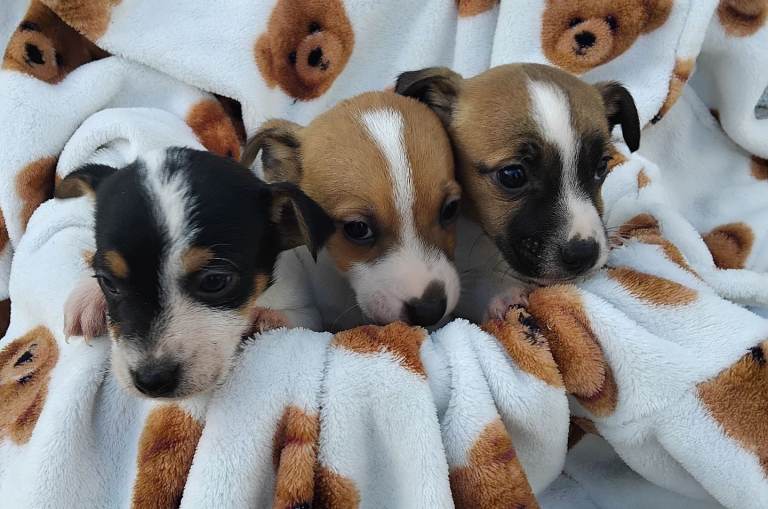 Jack russell pups for sale ready to leave