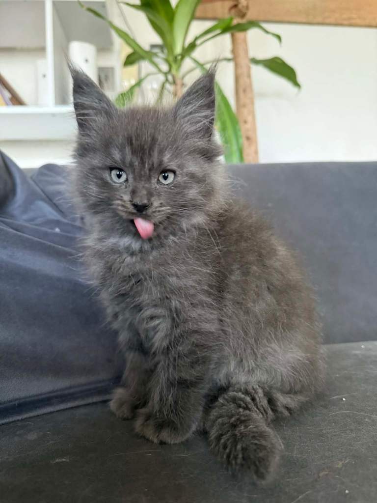 Maine Coon  kittens 
