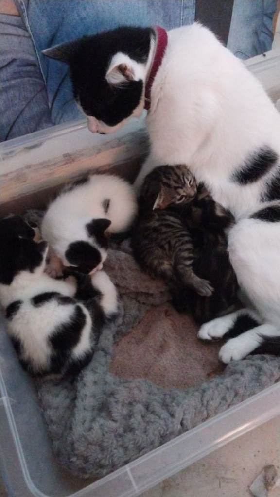 Three tuxedo kittens for sale 
