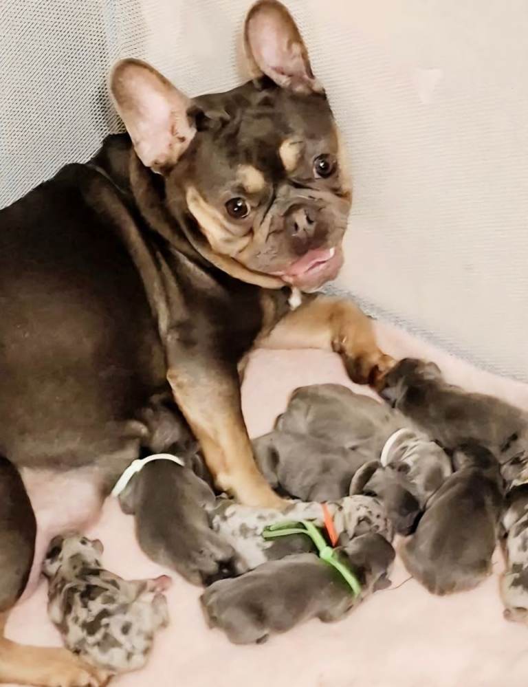 French bulldog puppies