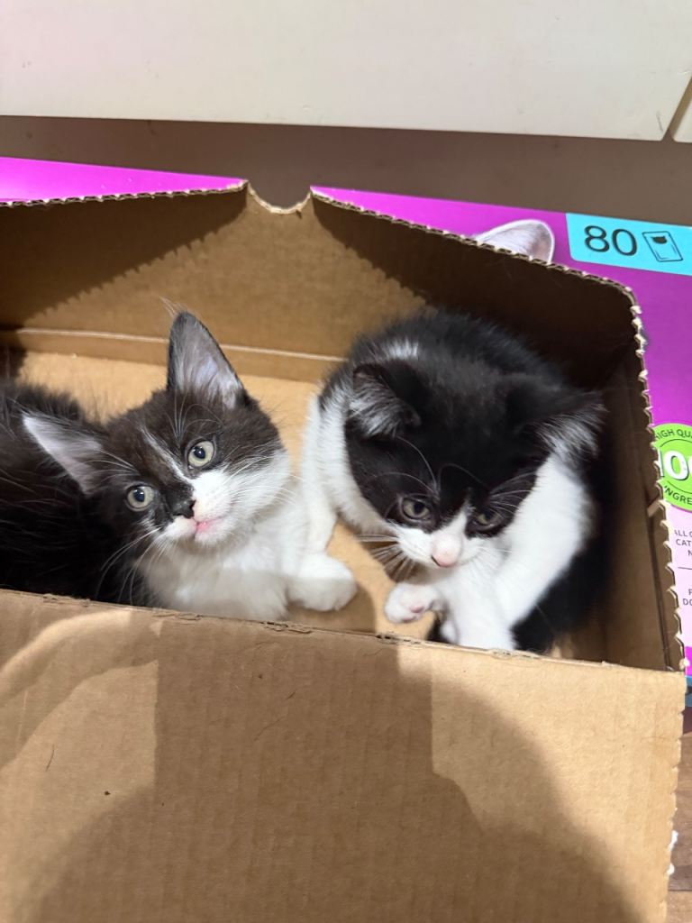 Sweet kitten 
