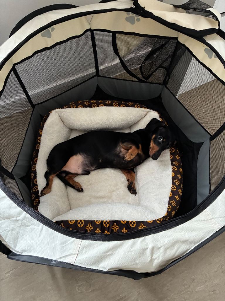 Dachshund For Sale 2 years old