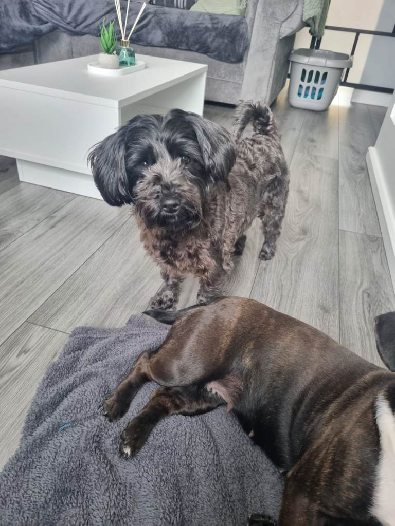 2 Dogs for sale Frenchiex Yorkiepoo