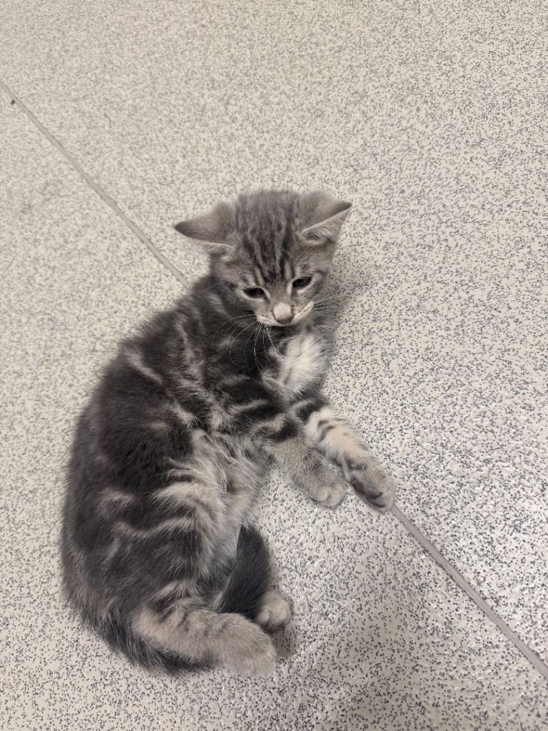 ✨ Sweet 10 weeks old Kittens Ready for New Homes ✨