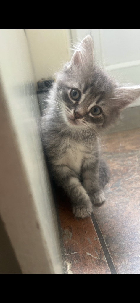 Kittens