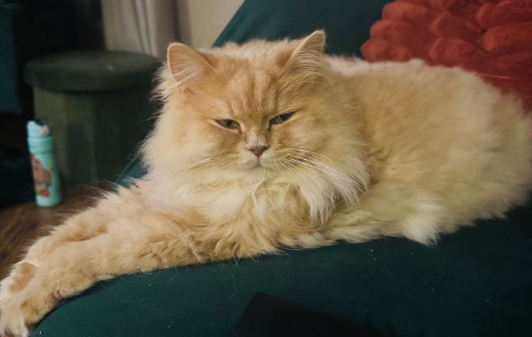 Persian cat for rehoming 