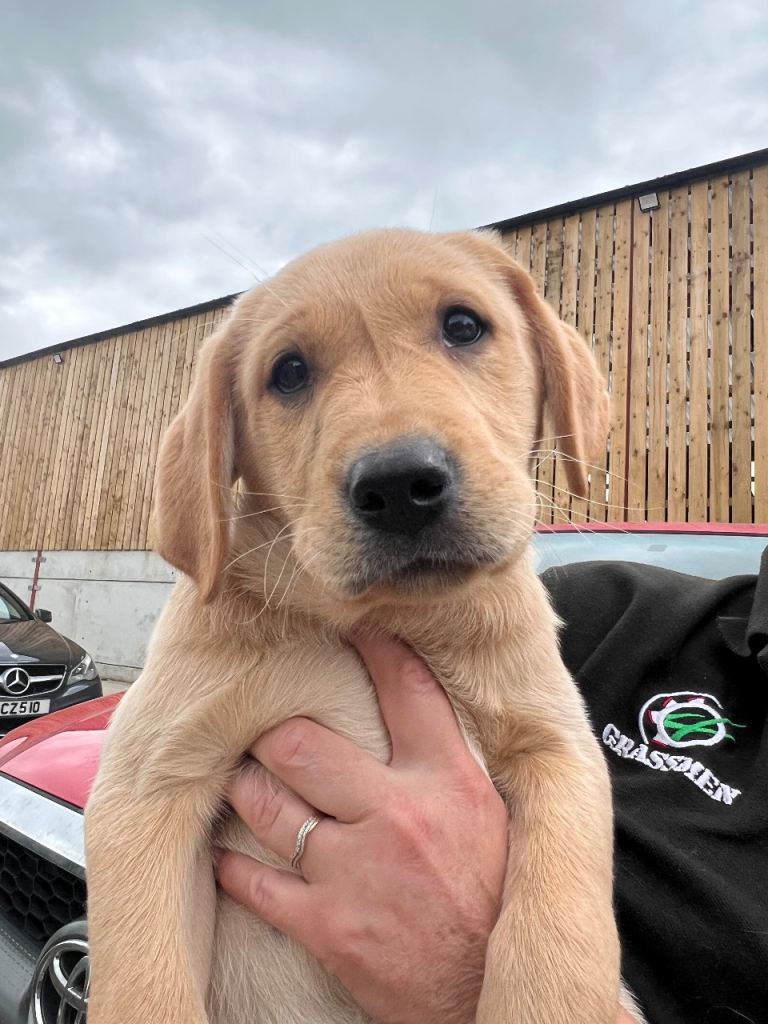 Labrador Pup for Sale 
