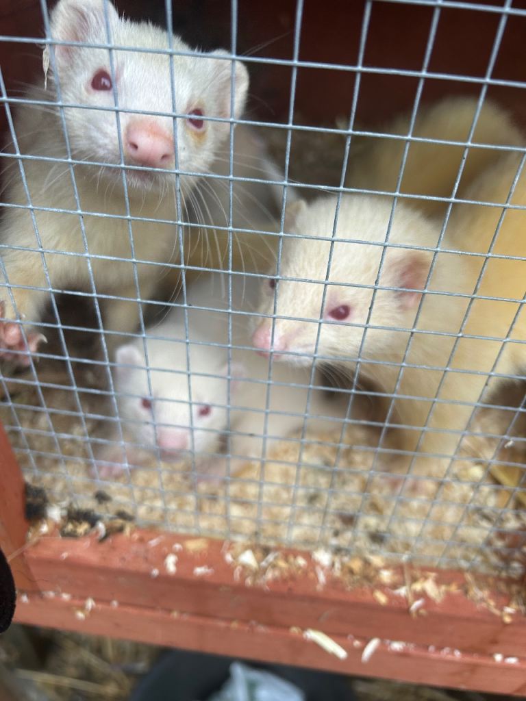 Ferret kitts 
