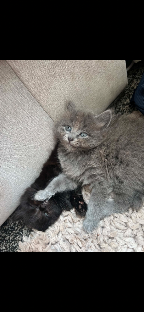 Kittens for sale 